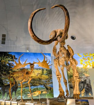 福井県立恐竜博物館に投稿された画像（2026/1/11）