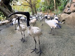 ネオパークオキナワに投稿された画像（2026/1/11）