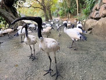 ネオパークオキナワに投稿された画像（2026/1/11）