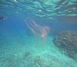 アイナ石垣島に投稿された画像（2026/1/11）