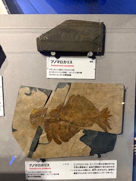 特別展「大絶滅展―生命史のビッグファイブ」に投稿された画像（2026/1/11）