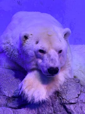 横浜・八景島シーパラダイス　プレジャーランドに投稿された画像（2026/1/11）