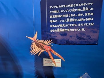 特別展「大絶滅展―生命史のビッグファイブ」に投稿された画像（2026/1/11）