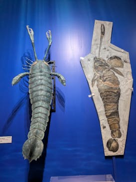 特別展「大絶滅展―生命史のビッグファイブ」に投稿された画像（2026/1/11）