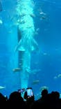 沖縄美ら海水族館に投稿された画像（2026/1/11）