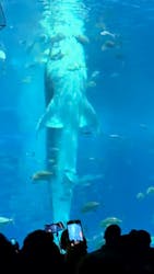 沖縄美ら海水族館に投稿された画像（2026/1/11）