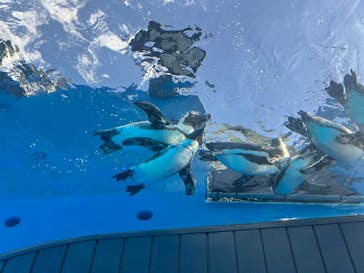 サンシャイン水族館に投稿された画像（2026/1/11）