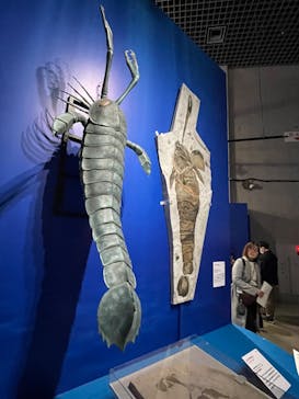 特別展「大絶滅展―生命史のビッグファイブ」に投稿された画像（2026/1/11）