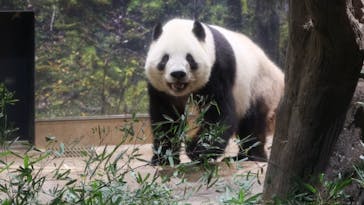 恩賜上野動物園に投稿された画像（2026/1/11）