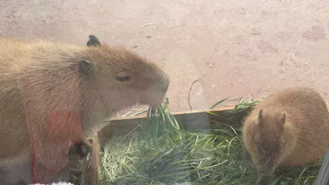 竹島水族館に投稿された画像（2026/1/11）