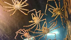 竹島水族館に投稿された画像（2026/1/11）