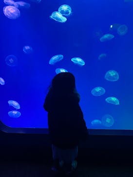 大分マリーンパレス水族館 「うみたまご」に投稿された画像（2026/1/11）