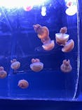 すみだ水族館に投稿された画像（2026/1/11）