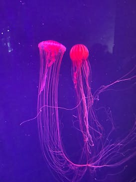 すみだ水族館に投稿された画像（2026/1/11）