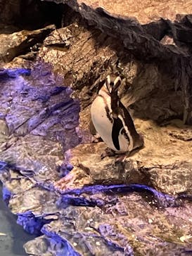 すみだ水族館に投稿された画像（2026/1/11）