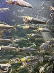 サンシャイン水族館に投稿された画像（2026/1/11）