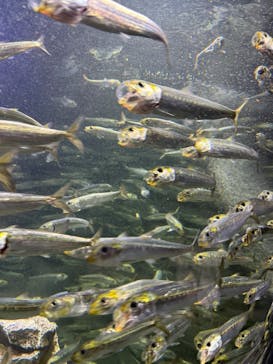 サンシャイン水族館に投稿された画像（2026/1/11）