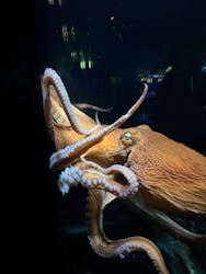 サンシャイン水族館に投稿された画像（2026/1/11）