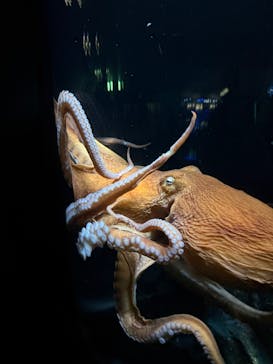 サンシャイン水族館に投稿された画像（2026/1/11）