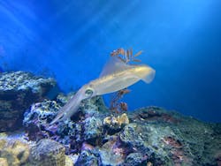 サンシャイン水族館に投稿された画像（2026/1/11）