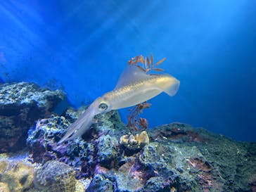 サンシャイン水族館に投稿された画像（2026/1/11）