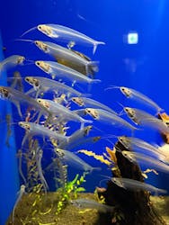 サンシャイン水族館に投稿された画像（2026/1/11）