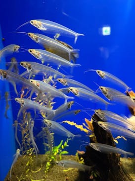 サンシャイン水族館に投稿された画像（2026/1/11）