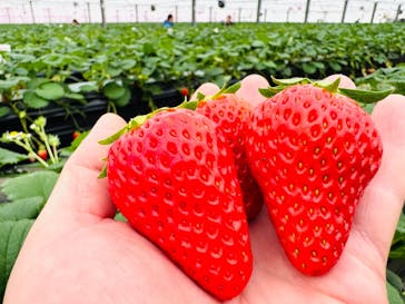 熱田農園Strawberry54に投稿された画像（2026/1/11）