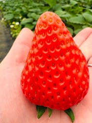 熱田農園Strawberry54に投稿された画像（2026/1/11）