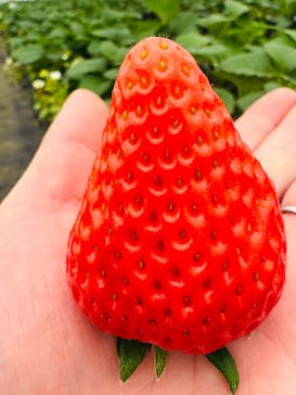 熱田農園Strawberry54に投稿された画像（2026/1/11）