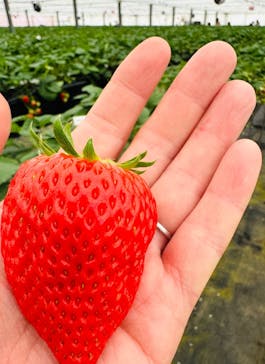 熱田農園Strawberry54に投稿された画像（2026/1/11）