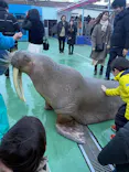 ゼロ距離水族館 伊勢シーパラダイスに投稿された画像（2026/1/11）