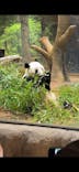 恩賜上野動物園に投稿された画像（2026/1/11）