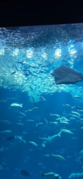 アクアワールド茨城県大洗水族館に投稿された画像（2026/1/11）