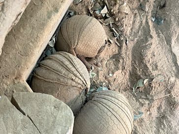 NIFREL（ニフレル）に投稿された画像（2026/1/11）