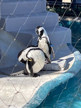 恩賜上野動物園に投稿された画像（2026/1/11）