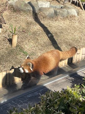 恩賜上野動物園に投稿された画像（2026/1/11）