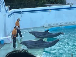 しながわ水族館に投稿された画像（2026/1/11）