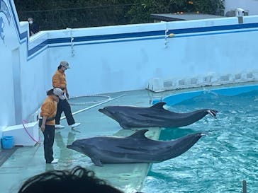 しながわ水族館に投稿された画像（2026/1/11）