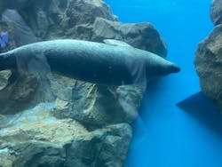 しながわ水族館に投稿された画像（2026/1/11）