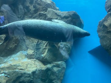 しながわ水族館に投稿された画像（2026/1/11）