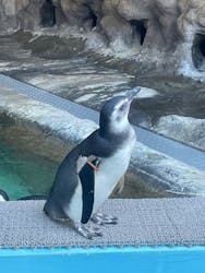 しながわ水族館に投稿された画像（2026/1/11）