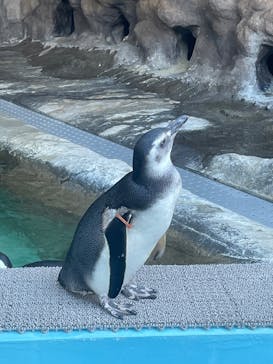 しながわ水族館に投稿された画像（2026/1/11）