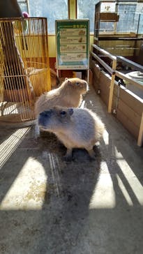 伊豆シャボテン動物公園に投稿された画像（2026/1/11）
