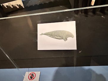 特別展「大絶滅展―生命史のビッグファイブ」に投稿された画像（2026/1/11）