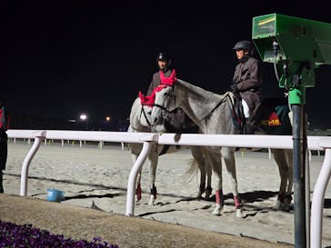 東京メガイルミに投稿された画像（2026/1/11）