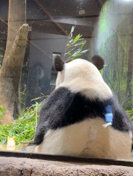 恩賜上野動物園に投稿された画像（2026/1/11）