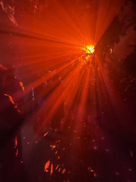 京都府立植物園　LIGHT CYCLES KYOTOに投稿された画像（2026/1/11）