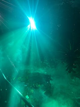 京都府立植物園　LIGHT CYCLES KYOTOに投稿された画像（2026/1/11）