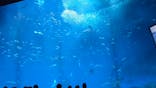 アクアワールド茨城県大洗水族館に投稿された画像（2026/1/11）